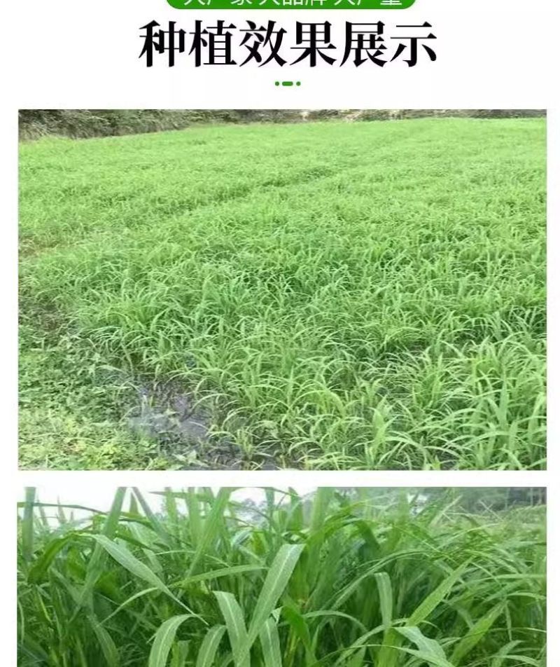 小米草牧草种子厂家直销