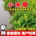 小米草牧草种子厂家直销