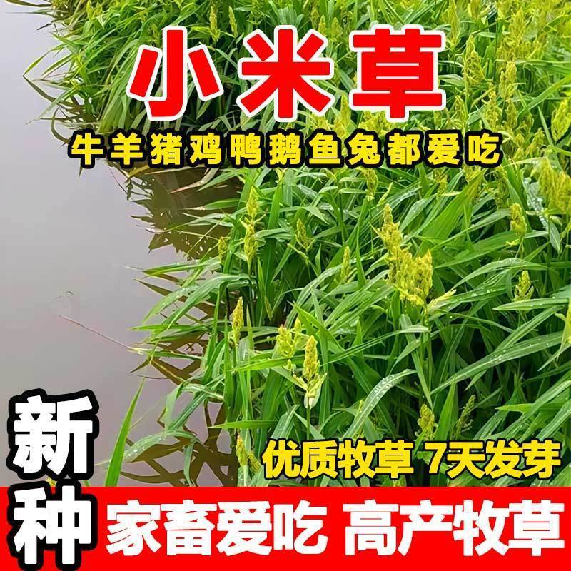 小米草牧草种子厂家直销
