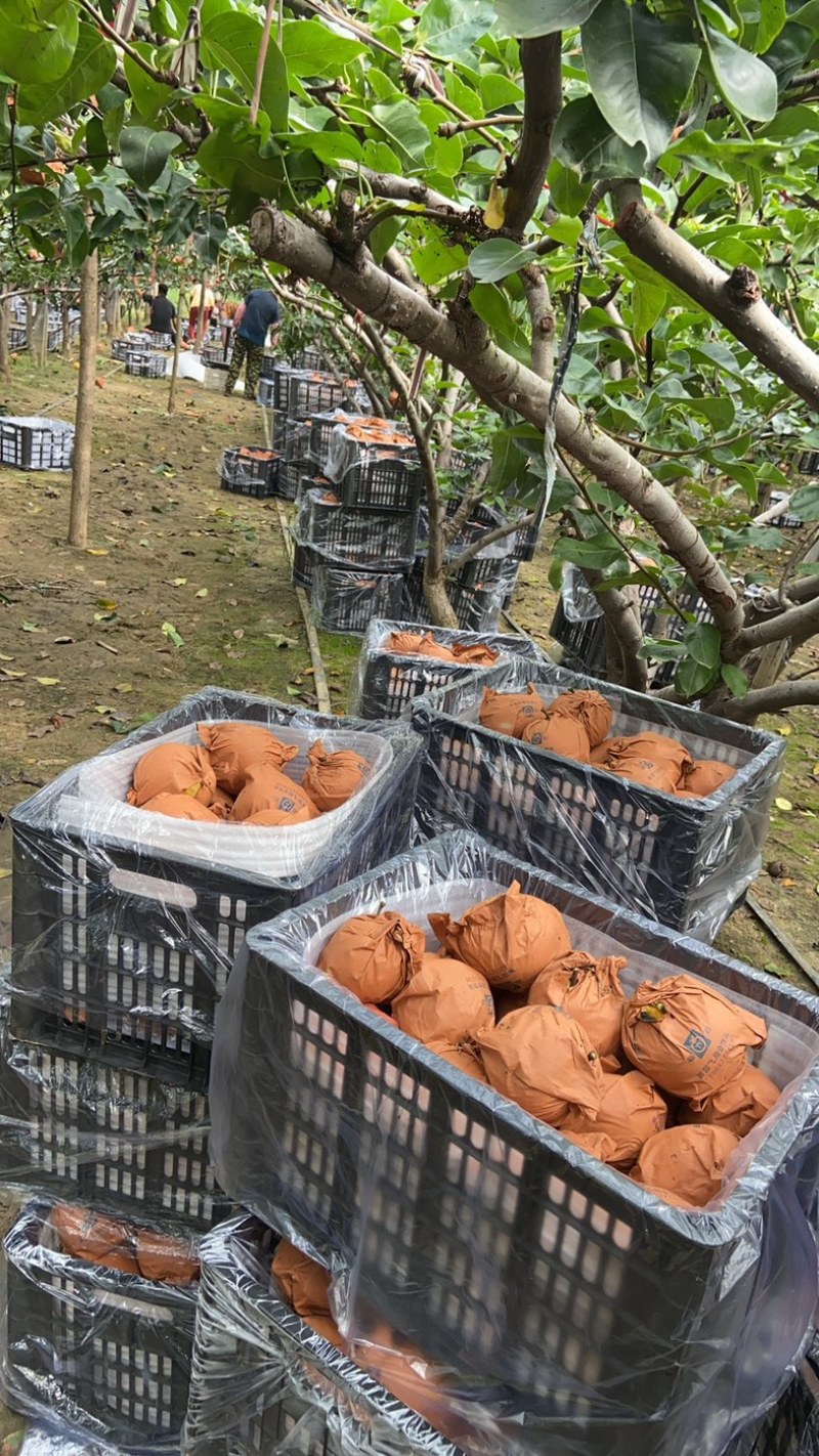 秋月梨大量有货可加工各种规格各种包装
