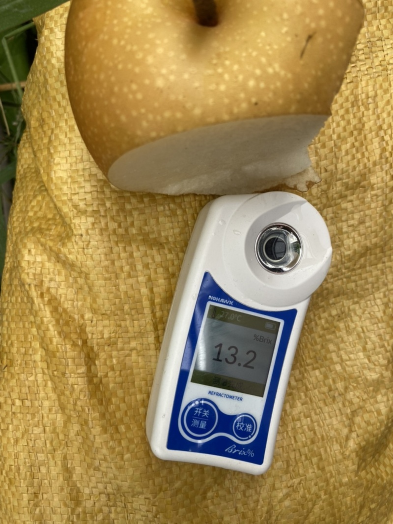 秋月梨大量有货可加工各种规格各种包装