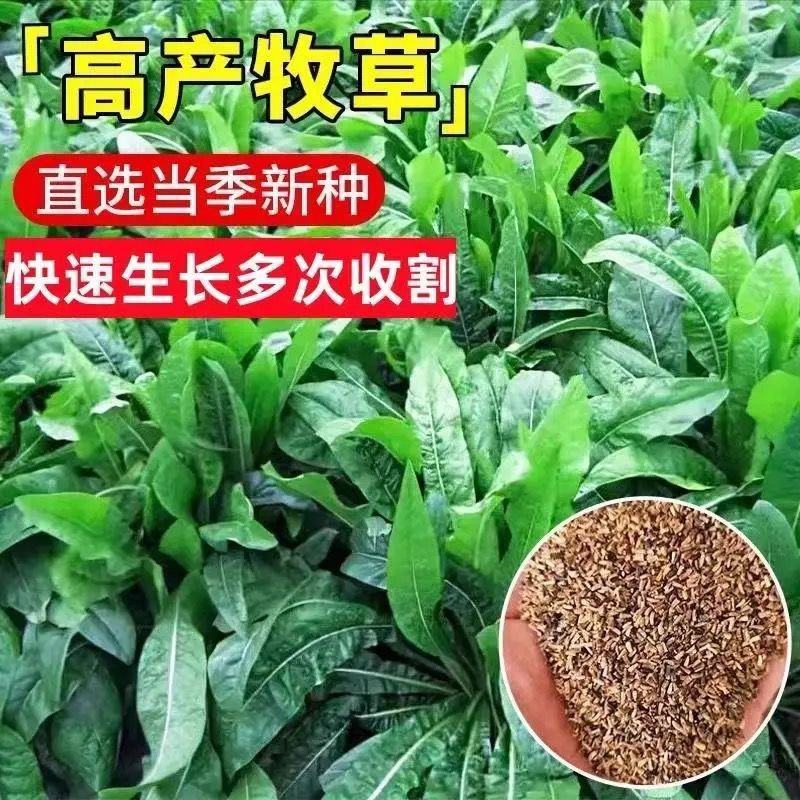 菊苣种子大叶多年生兔子草种猪牛鱼鸡鸭鹅