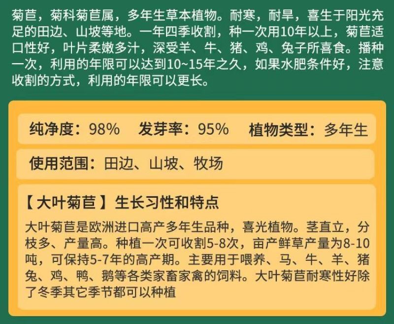 菊苣种子大叶多年生兔子草种猪牛鱼鸡鸭鹅