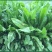 菊苣种子大叶多年生兔子草种猪牛鱼鸡鸭鹅
