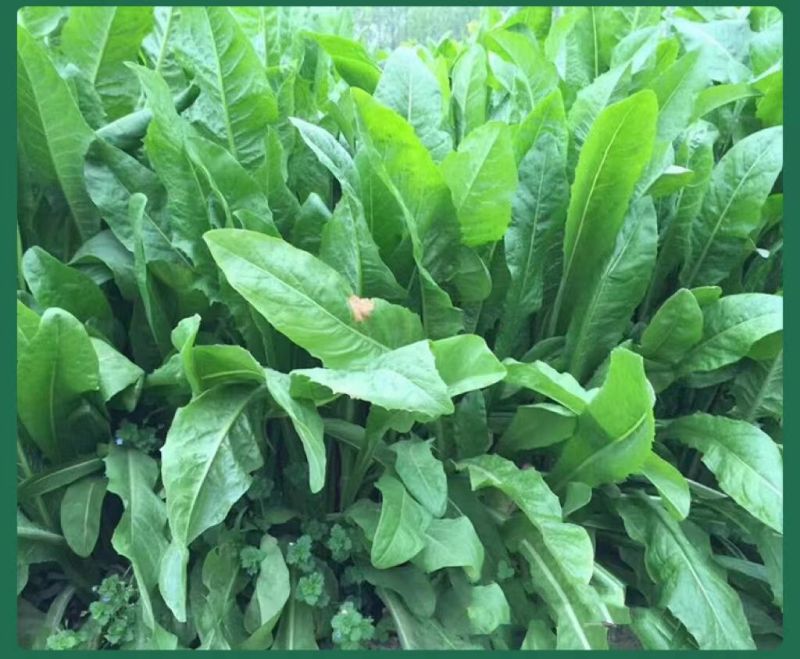 菊苣种子大叶多年生兔子草种猪牛鱼鸡鸭鹅