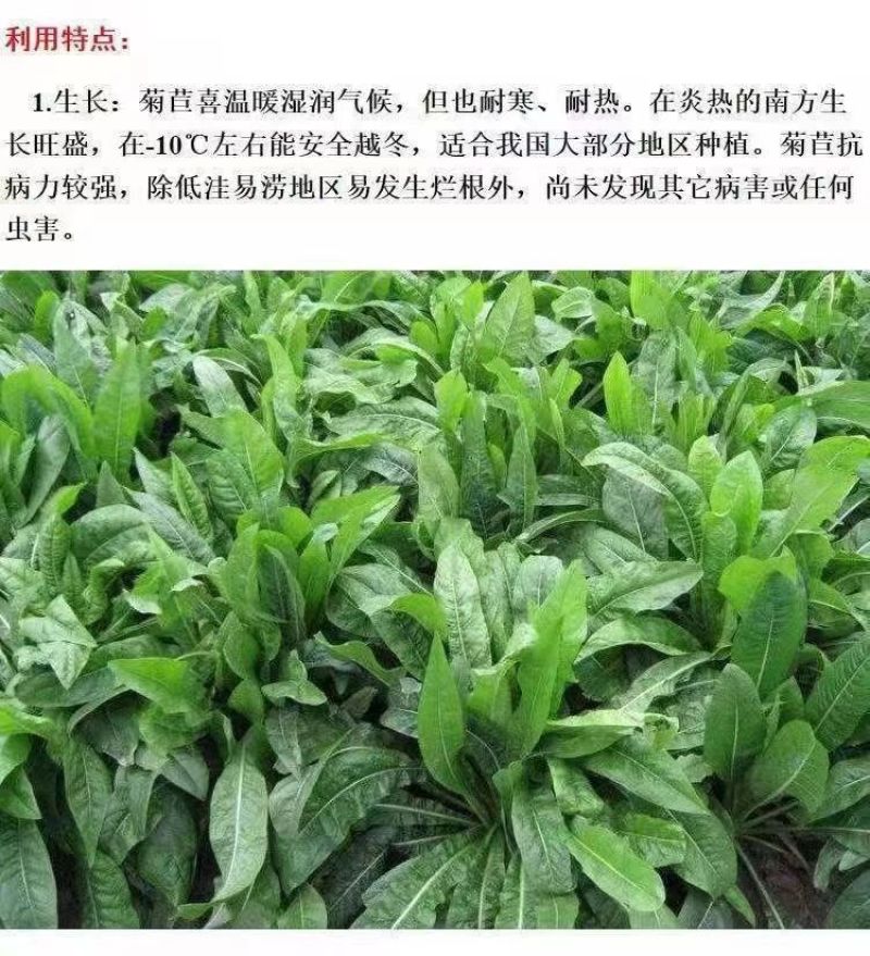 菊苣种子大叶多年生兔子草种猪牛鱼鸡鸭鹅