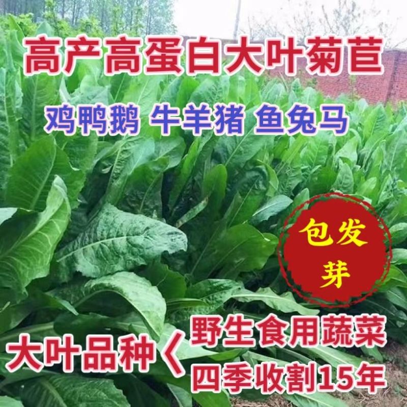 菊苣种子大叶多年生兔子草种猪牛鱼鸡鸭鹅