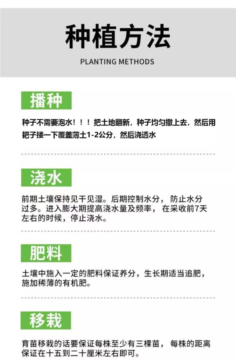 菊苣种子大叶多年生兔子草种猪牛鱼鸡鸭鹅