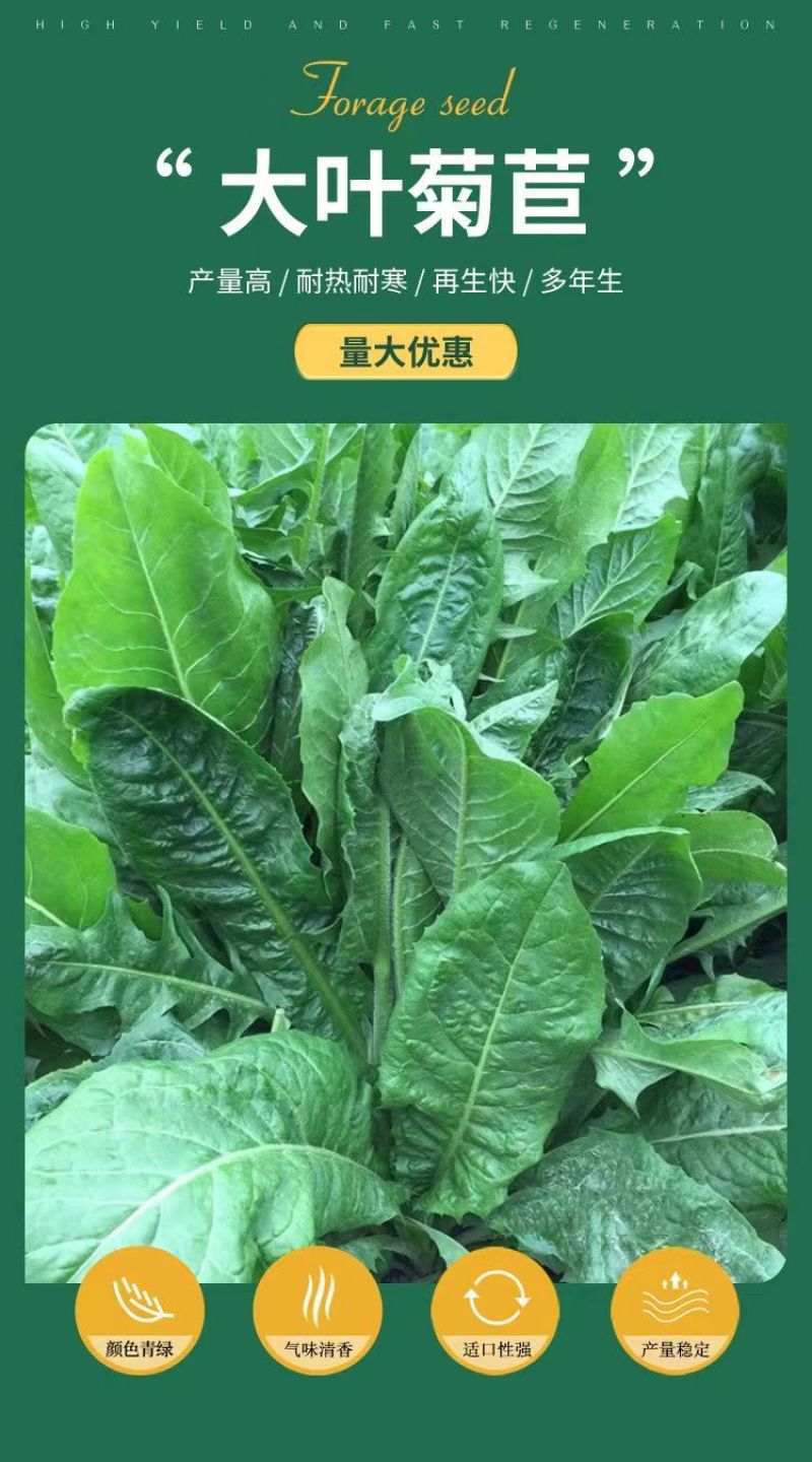 菊苣种子大叶多年生兔子草种猪牛鱼鸡鸭鹅