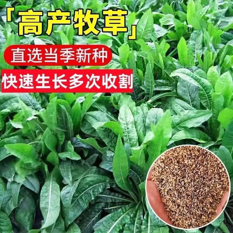 菊苣种子大叶多年生兔子草种猪牛鱼鸡鸭鹅