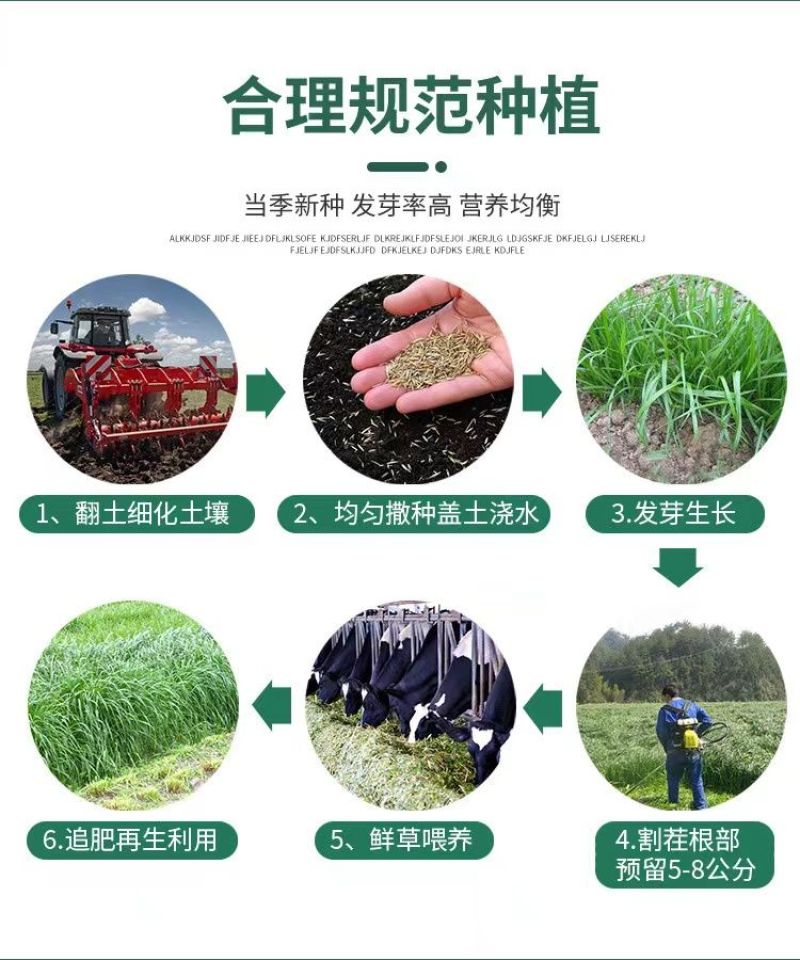 菊苣种子大叶多年生兔子草种猪牛鱼鸡鸭鹅