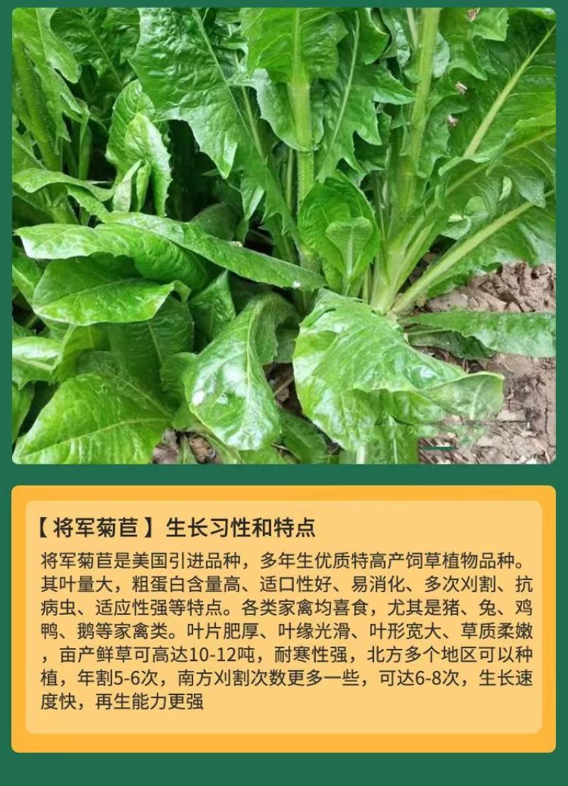 菊苣种子大叶多年生兔子草种猪牛鱼鸡鸭鹅