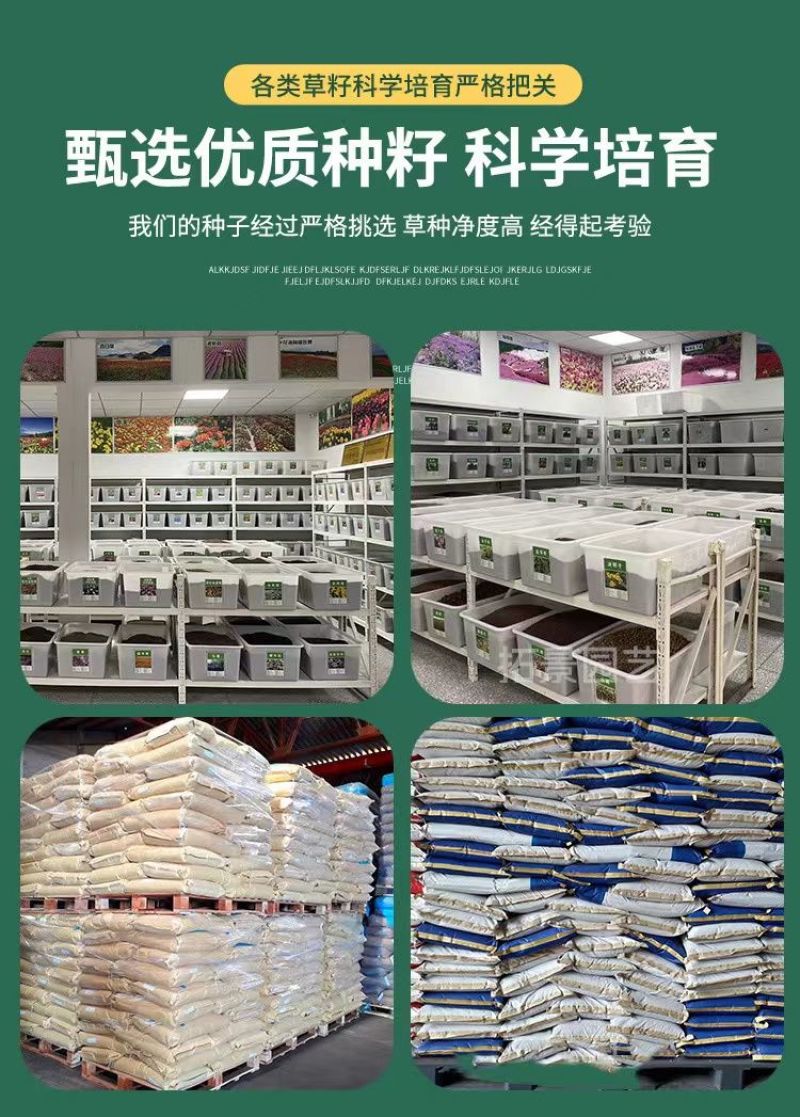 菊苣种子大叶多年生兔子草种猪牛鱼鸡鸭鹅