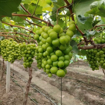 大果，大颗粒，底糖上来了，2.5一斤，**好卖，来搞