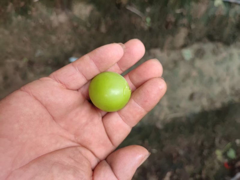 大果，大颗粒，底糖上来了，2.5一斤，**好卖，来搞