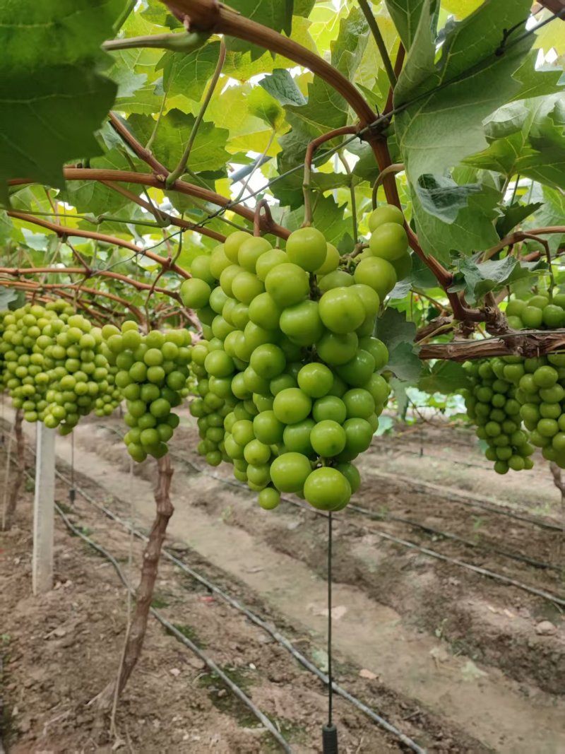 大果，大颗粒，底糖上来了，2.5一斤，**好卖，来搞