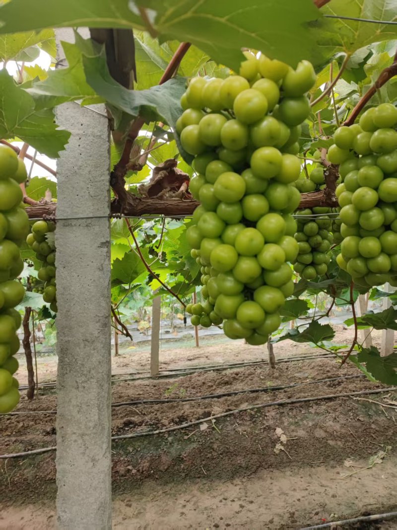 大果，大颗粒，底糖上来了，2.5一斤，**好卖，来搞