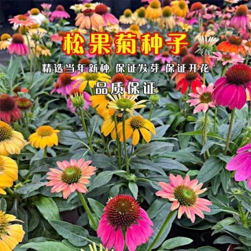 松果菊种子厂家批发