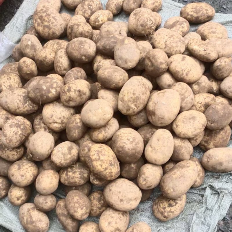 炸片专用304上市中，黄心土豆，大量供应，产地直发
