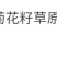 松果菊种子厂家批发
