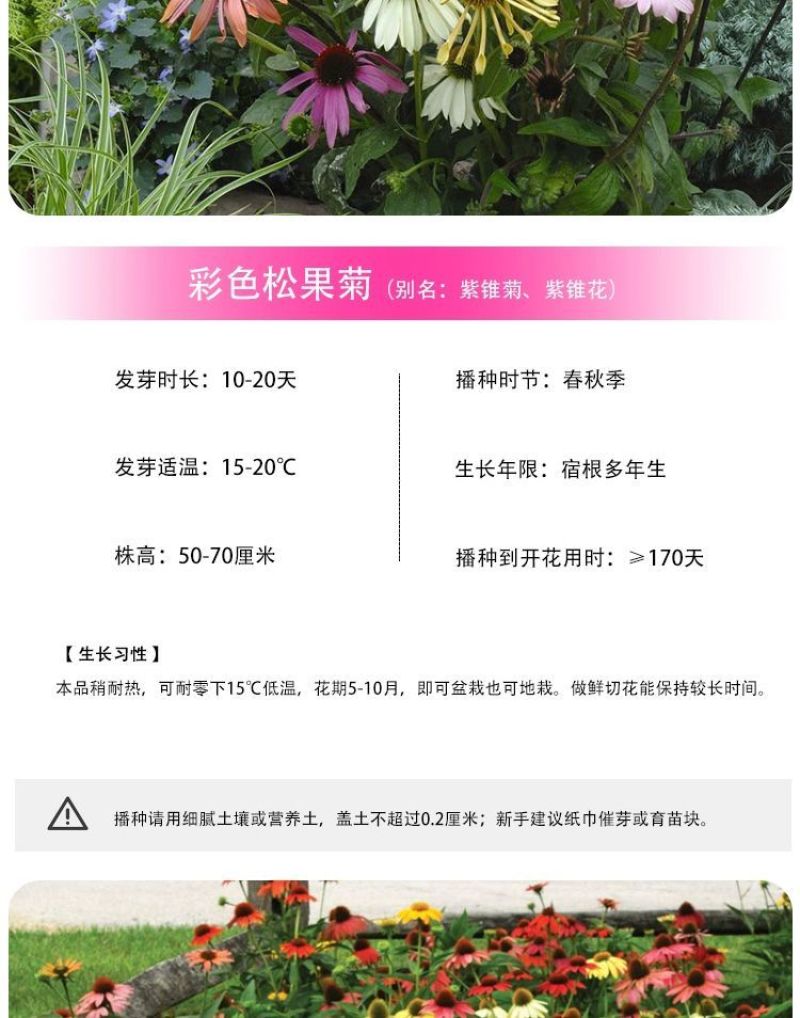 松果菊种子厂家批发