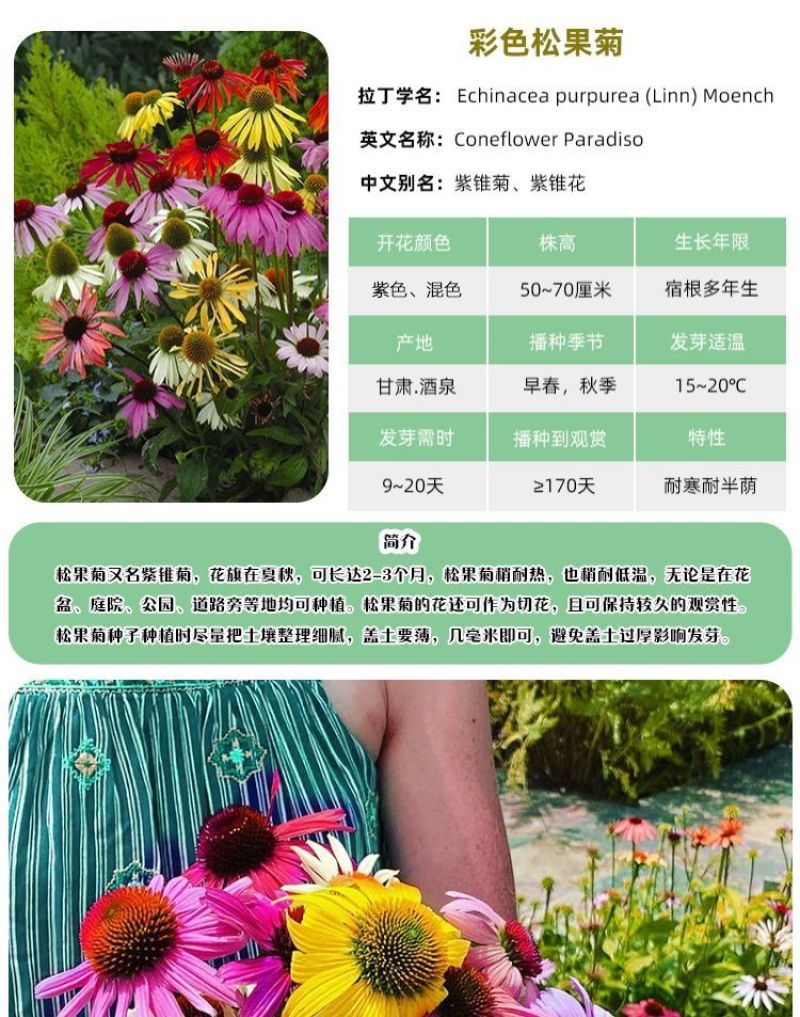 松果菊种子厂家批发