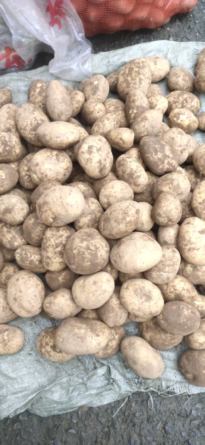 炸片专用304上市中，黄心土豆，大量供应，产地直发