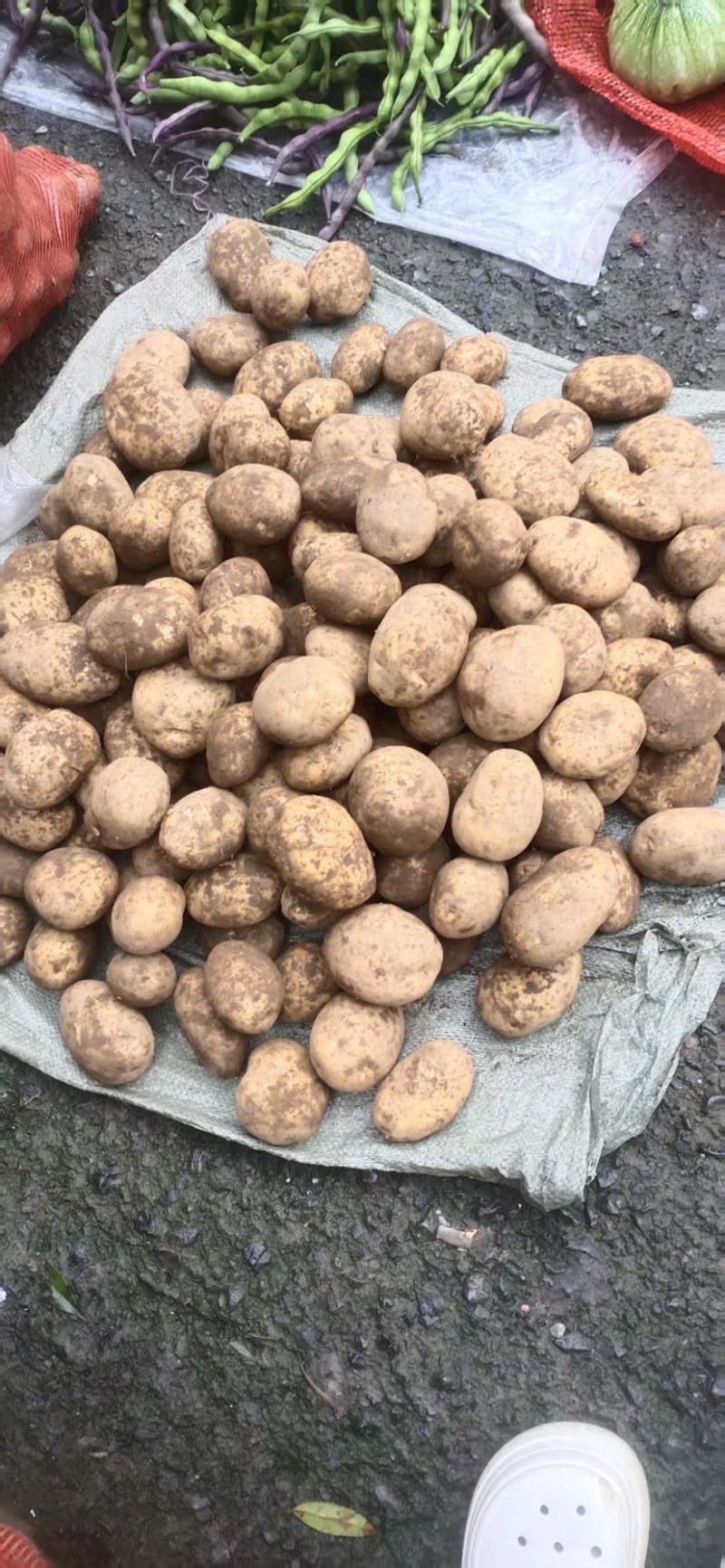 炸片专用304上市中，黄心土豆，大量供应，产地直发