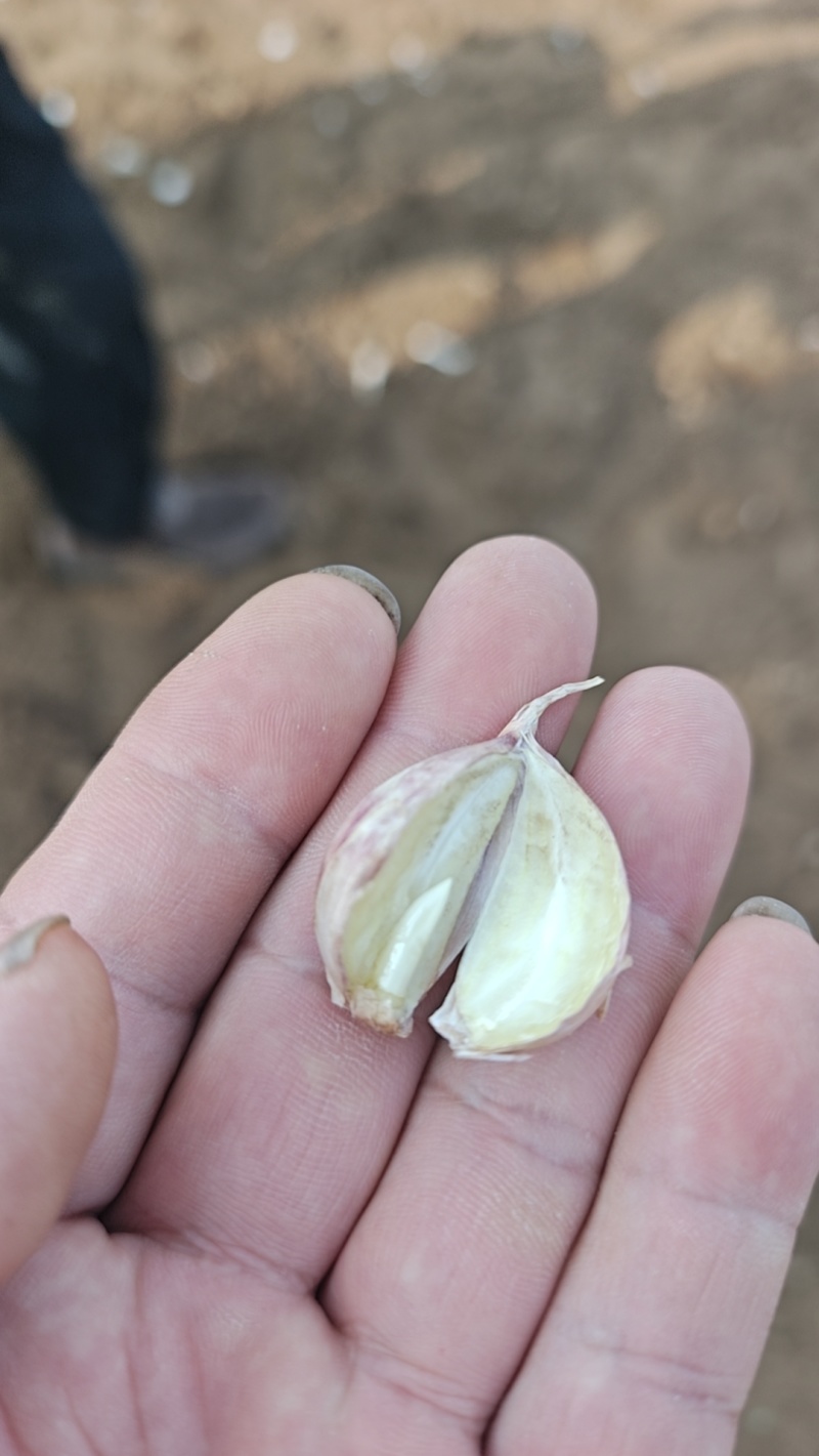 红根蒜苗催芽蒜种现在种植三个月上市出苗率100%