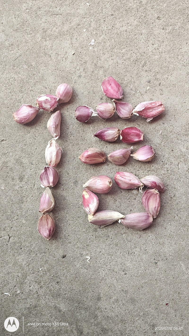 红根蒜苗催芽蒜种现在种植三个月上市出苗率100%