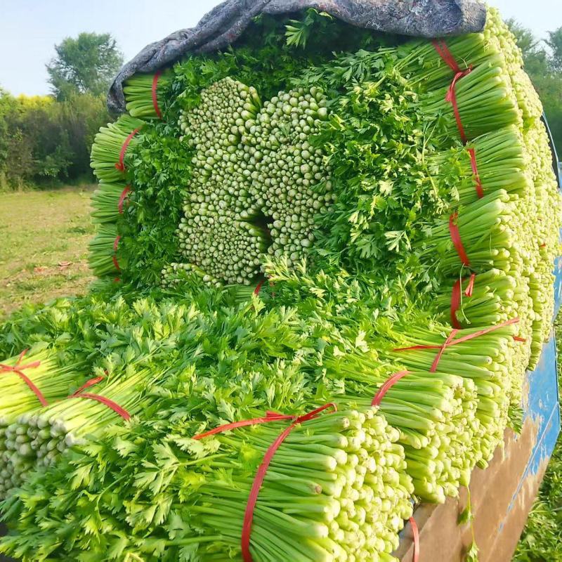 辽宁芹菜，西芹大量有货，产地一手货源欢迎新老客户前来合作