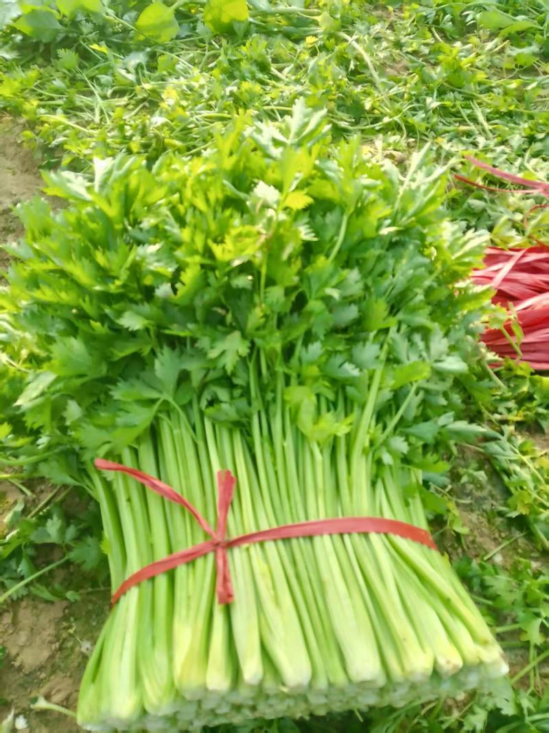 辽宁芹菜，西芹大量有货，产地一手货源欢迎新老客户前来合作