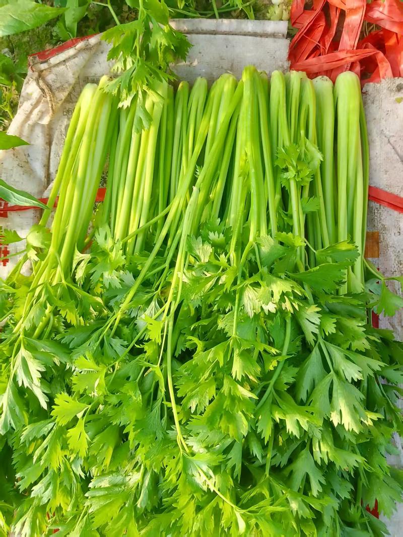 辽宁芹菜，西芹大量有货，产地一手货源欢迎新老客户前来合作