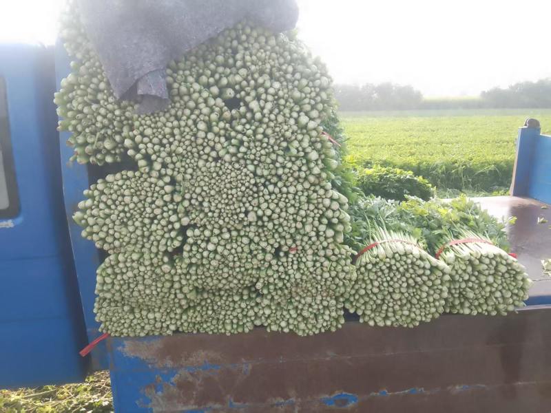辽宁芹菜，西芹大量有货，产地一手货源欢迎新老客户前来合作