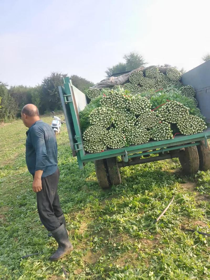 辽宁芹菜，西芹大量有货，产地一手货源欢迎新老客户前来合作