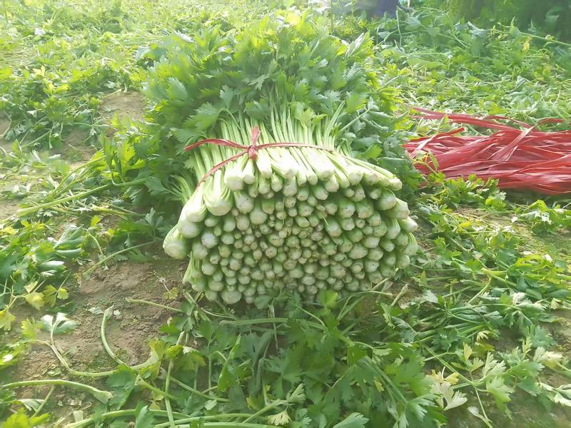辽宁芹菜，西芹大量有货，产地一手货源欢迎新老客户前来合作
