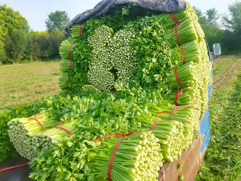 辽宁芹菜，西芹大量有货，产地一手货源欢迎新老客户前来合作
