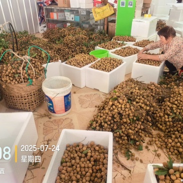 高州龙眼产地直供，专业代收购，代发货！