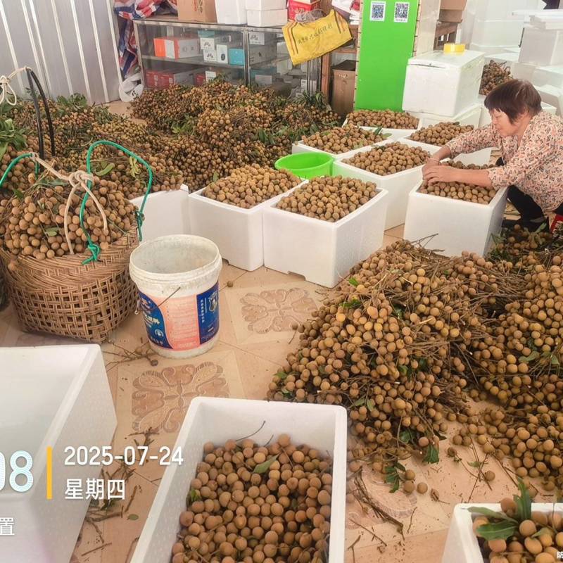 高州龙眼产地直供，专业代收购，代发货！