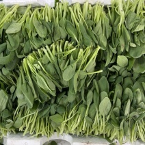 上海青浦鸡毛菜（供应鸡毛菜，米苋，空心菜，等