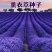 薰衣草种子耐寒耐热花海打造厂家直销