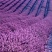 薰衣草种子耐寒耐热花海打造厂家直销