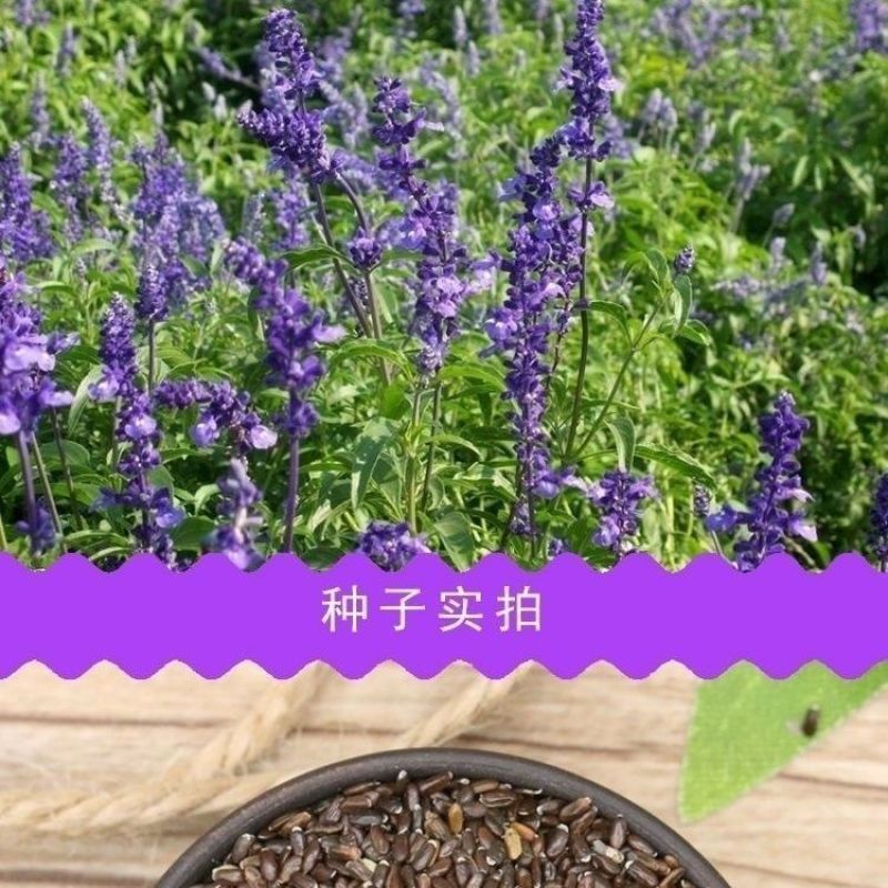 薰衣草种子耐寒耐热花海打造厂家直销