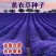 薰衣草种子耐寒耐热花海打造厂家直销