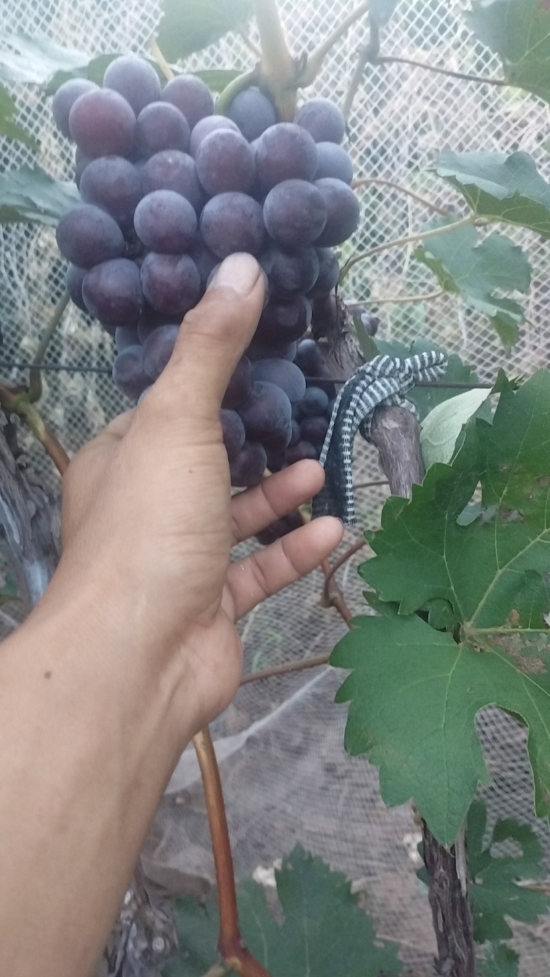 夏黑葡萄巨风。