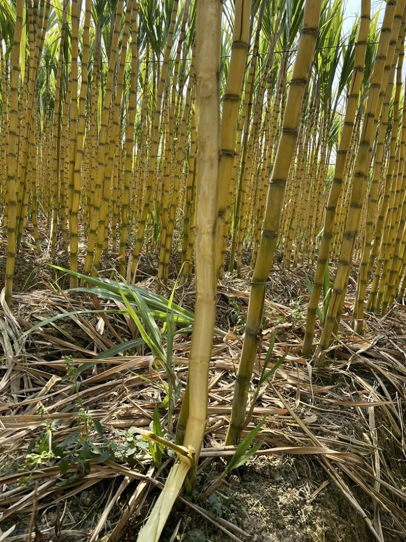 广东黄金甘蔗黄皮大量上市，量大价格从优，对接各大巿场