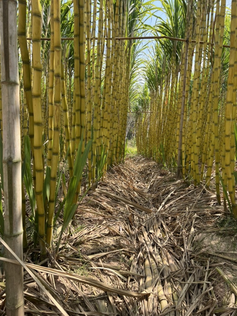 广东黄金甘蔗黄皮大量上市，量大价格从优，对接各大巿场