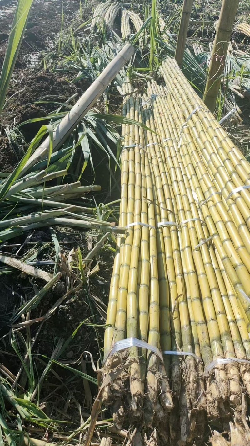 广东黄金甘蔗黄皮大量上市，量大价格从优，对接各大巿场