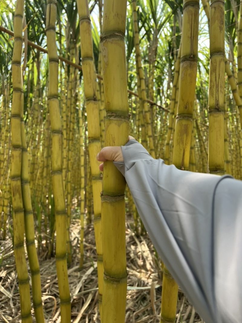 广东黄金甘蔗黄皮大量上市，量大价格从优，对接各大巿场