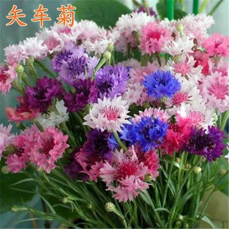 矢车菊花卉厂家直销价格美丽多年生花海种子